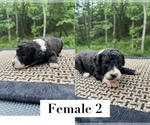 Small Photo #1 Sheepadoodle Puppy For Sale in NIANGUA, MO, USA
