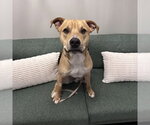 Small #13 Mutt