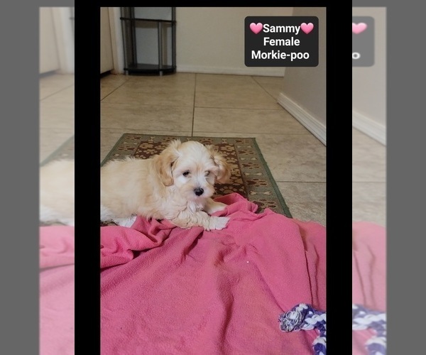 Medium Photo #2 Morkie Poo (Toy) Puppy For Sale in TUCSON, AZ, USA