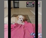 Small #1 Morkie Poo (Toy)