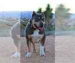 Small Photo #16 American Bully Puppy For Sale in PALMDALE, CA, USA