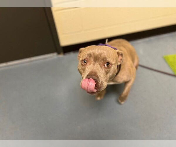 Medium Photo #1 American Pit Bull Terrier-Bulldog Mix Puppy For Sale in Denver, CO, USA