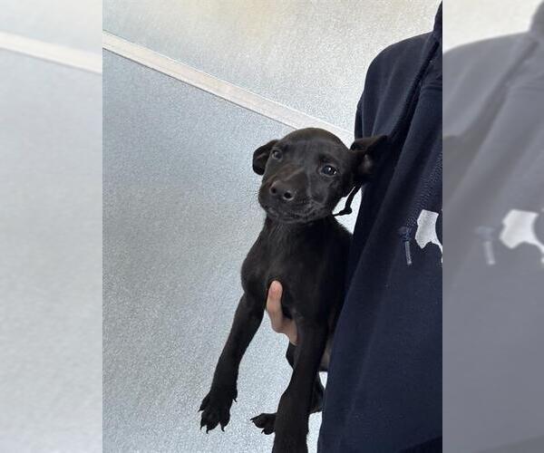 Medium Photo #1 American Pit Bull Terrier Puppy For Sale in Baytown, TX, USA