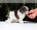 Small #10 Goldendoodle (Miniature)