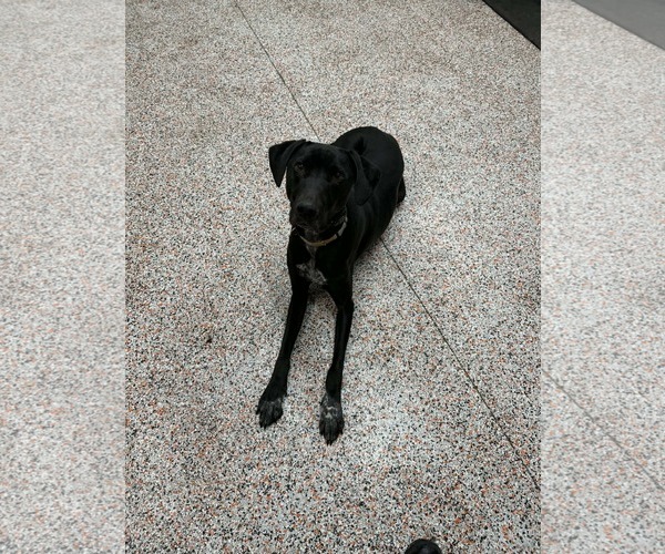 Medium Photo #23 Doberman Pinscher-Great Pyrenees Mix Puppy For Sale in Buffalo, MN, USA