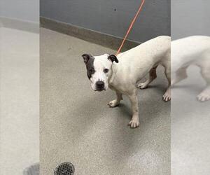 American Pit Bull Terrier-Unknown Mix Dogs for adoption in Las Vegas, NV, USA