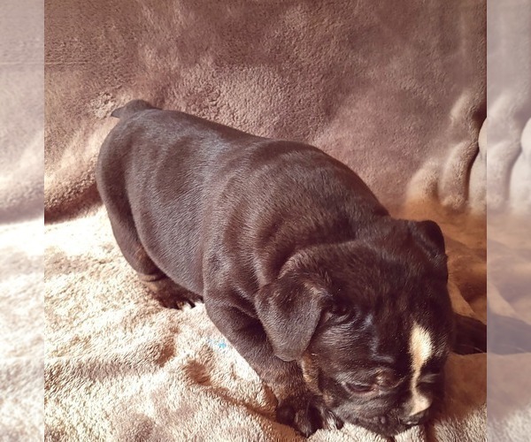 Medium Photo #4 Olde English Bulldogge Puppy For Sale in KANSAS CITY, MO, USA