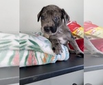 Small Photo #4 American Bully-Labrador Retriever Mix Puppy For Sale in NORTH LAS VEGAS, NV, USA
