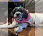 Small Shih Tzu Mix