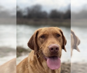 Mother of the Labrador Retriever puppies born on 12/11/2022