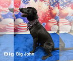 Small #2 Labrador Retriever Mix