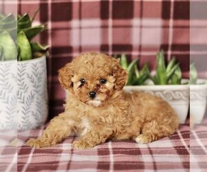 Cavapoo Puppy for sale in PARADISE, PA, USA