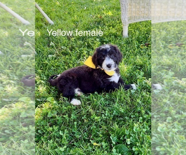 Medium Photo #3 Bernedoodle Puppy For Sale in SPENCER, IN, USA