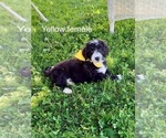 Small #2 Bernedoodle