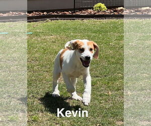 Pointer-Unknown Mix Dogs for adoption in Ball Ground, GA, USA