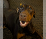 Small Photo #4 Doberman Pinscher Puppy For Sale in Buffalo, MN, USA