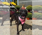 Small Photo #2 American Pit Bull Terrier-Unknown Mix Puppy For Sale in Germantown, OH, USA
