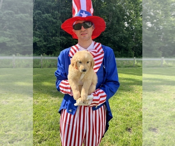 Medium Photo #8 Golden Retriever Puppy For Sale in NEOLA, WV, USA