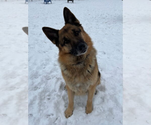 Medium Photo #1 German Shepherd Dog Puppy For Sale in South Bend, IN, USA
