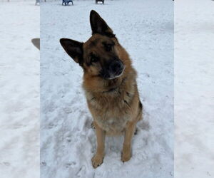 German Shepherd Dog Dogs for adoption in South Bend, IN, USA