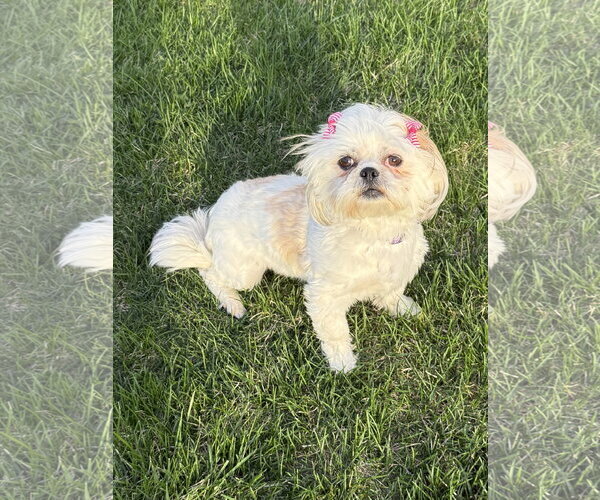 Medium Photo #1 Shih Tzu Puppy For Sale in Omaha, NE, USA