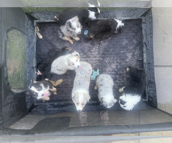 Medium Photo #1 Miniature Australian Shepherd Puppy For Sale in SPRINGVILLE, CA, USA