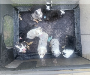 Miniature Australian Shepherd Puppy for sale in SPRINGVILLE, CA, USA