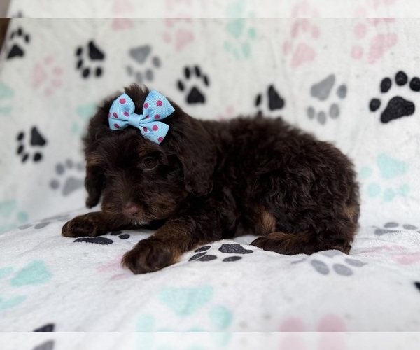 Medium Photo #2 Cock-A-Poo Puppy For Sale in LAKELAND, FL, USA