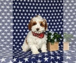 Small Photo #5 Poodle (Toy) Puppy For Sale in LEOLA, PA, USA