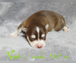 Small Photo #36 Pomsky Puppy For Sale in RAMONA, CA, USA