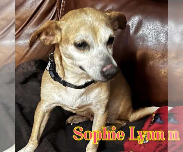 Medium Photo #4 Chiweenie Puppy For Sale in San Antonio, TX, USA