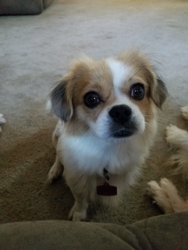 Medium Photo #1 Cava-Tzu Puppy For Sale in NEWPORT, MI, USA