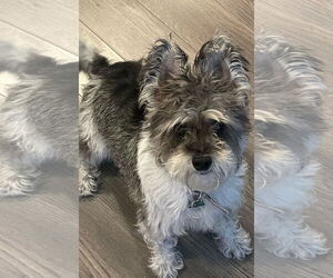 Mutt Dogs for adoption in Royal Palm Beach, FL, USA