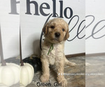 Puppy Green Girl Labradoodle-Poodle (Miniature) Mix