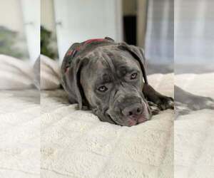 Hendrix (NY) - Male Mutt Dog for Adoption - Photo #3
