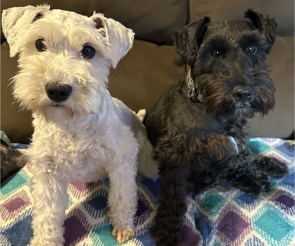 Medium Photo #1 Schnauzer (Miniature) Puppy For Sale in NEWBURGH, IN, USA