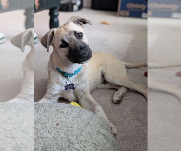 Medium Photo #15 Great Pyrenees-Unknown Mix Puppy For Sale in Oak Bluffs, MA, USA