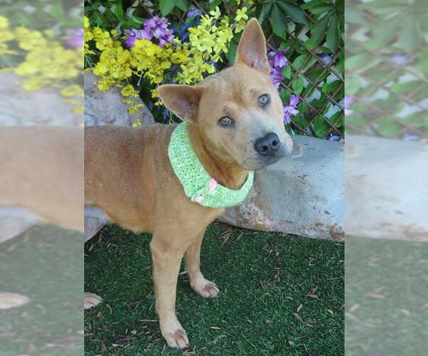 Medium Photo #1 Chow Chow-Shiba Inu Mix Puppy For Sale in Oklahoma City, OK, USA