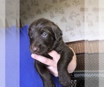 Small Photo #1 Labradoodle Puppy For Sale in MIFFLINBURG, PA, USA