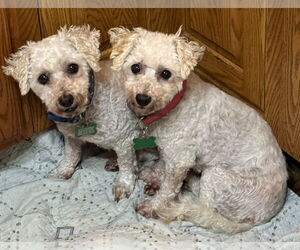 Frost and Snow - Female Bichon Frise Dog for Adoption - Photo #5