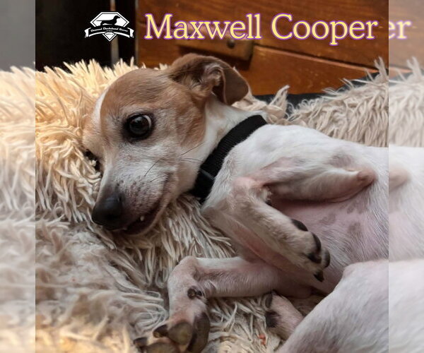 Medium Photo #10 Chiweenie Puppy For Sale in San Antonio, TX, USA