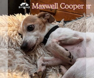 Maxwell Cooper - Male Chiweenie Dog for Adoption - Photo #10