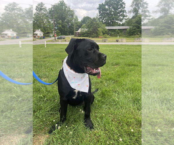 Medium Photo #11 Mutt Puppy For Sale in Candler, NC, USA