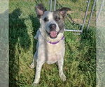 Small #11 American Staffordshire Terrier-Border Collie Mix