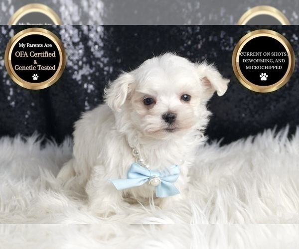 Medium Photo #78 Maltese Puppy For Sale in WARSAW, IN, USA