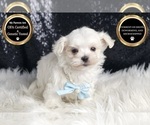 Small #6 Maltese