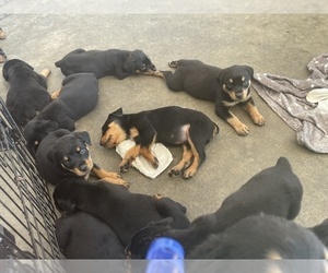 Rottweiler Puppy for sale in COMPTON, CA, USA