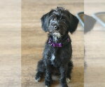 Small #4 Pug Mix