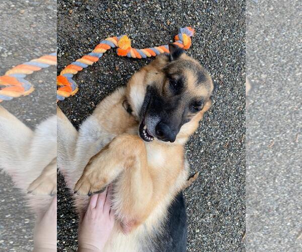 Medium Photo #5 German Shepherd Dog Puppy For Sale in Woodland, CA, USA