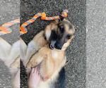 Small #4 German Shepherd Dog